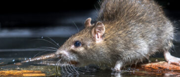 LUTTE CONTRE LES NUISIBLES