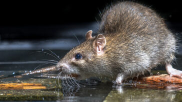 LUTTE CONTRE LES NUISIBLES