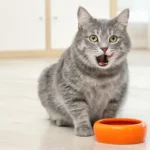 chat gratte autour de sa gamelle
