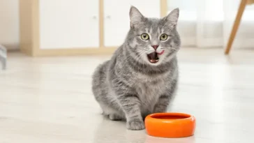 chat gratte autour de sa gamelle