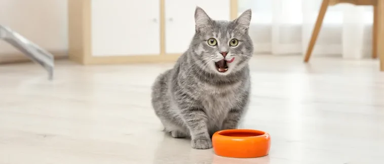 chat gratte autour de sa gamelle