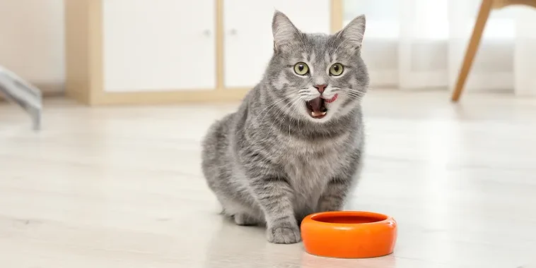 chat gratte autour de sa gamelle