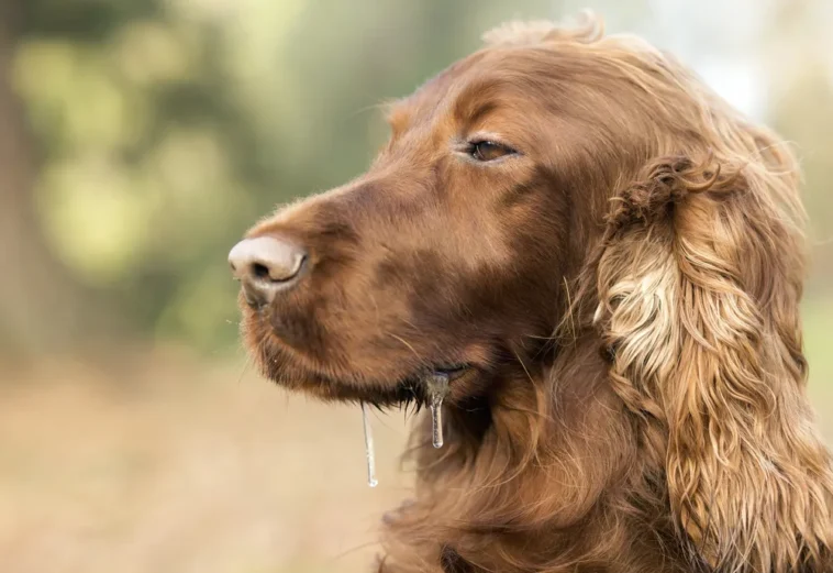 chien bave