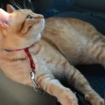 Transporter un chat en voiture