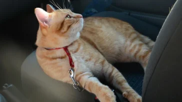 Transporter un chat en voiture