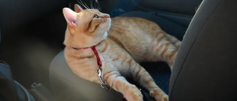 Transporter un chat en voiture